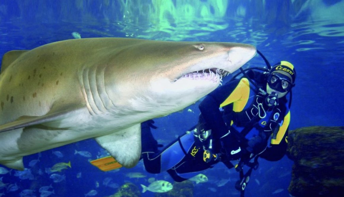 Blue Planet Aquarium