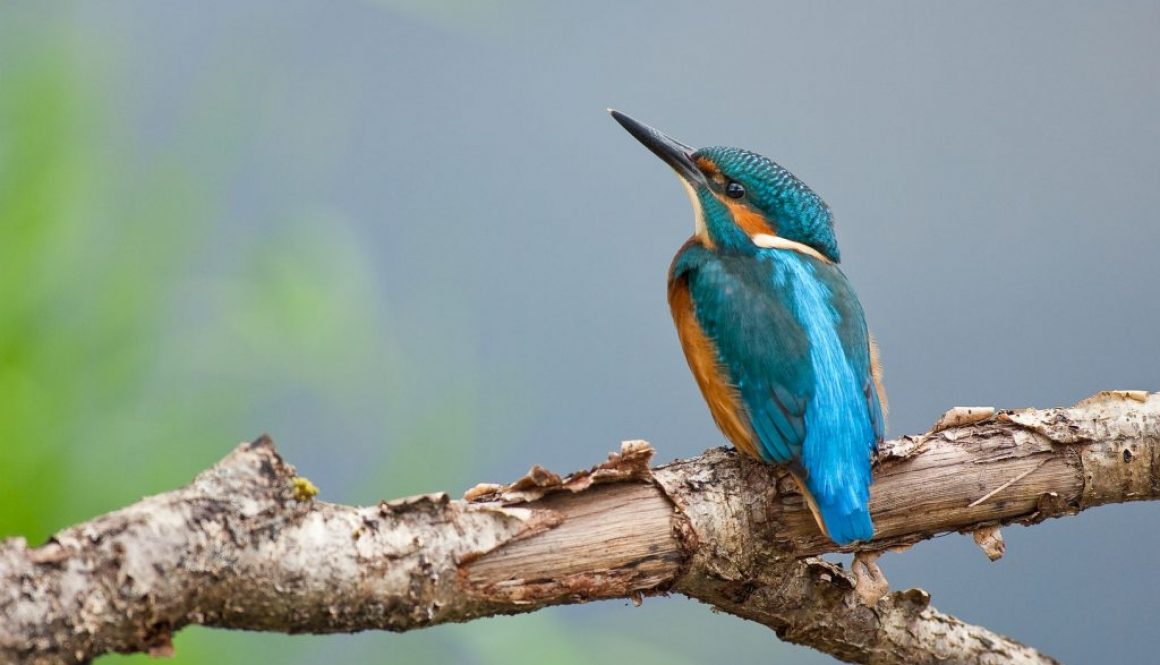 Kingfisher (Alcedo atthis)