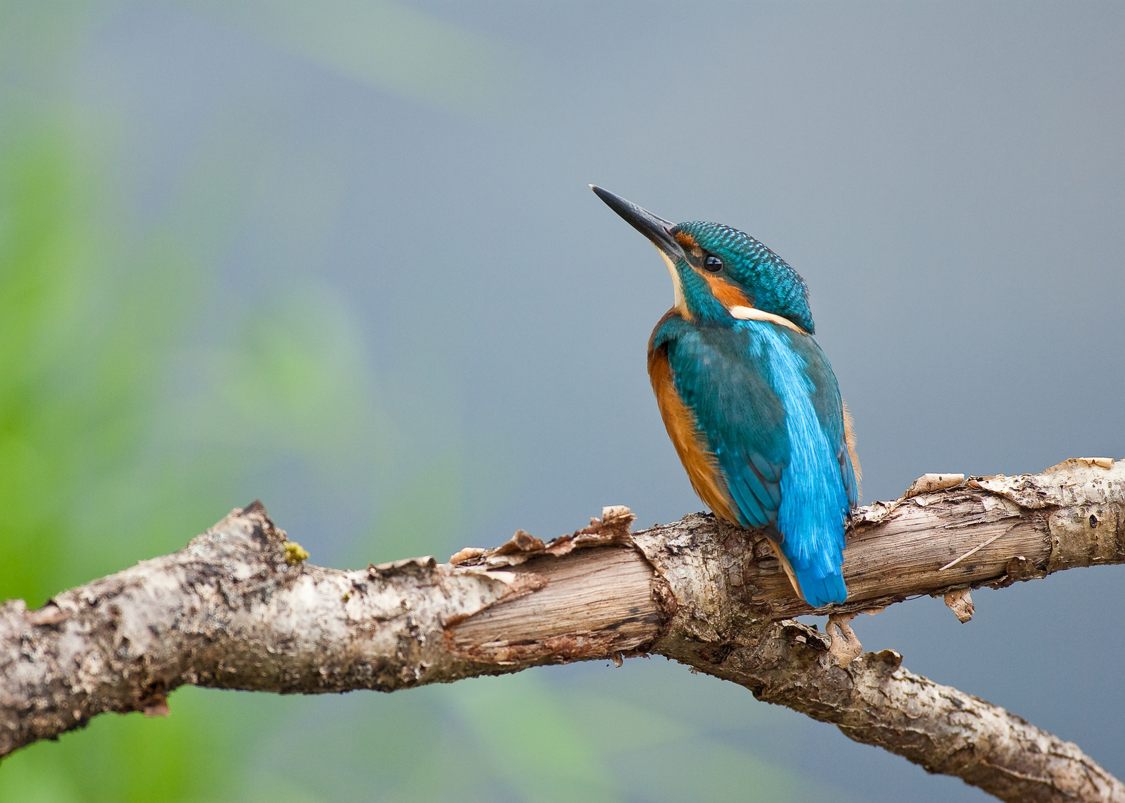 Kingfisher (Alcedo atthis) Kingfisher (Alcedo atthis)